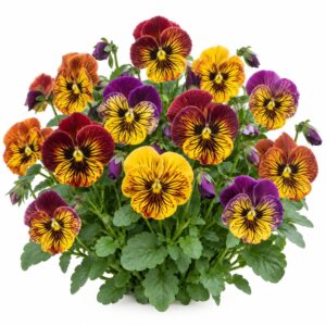 Semillas de Pensamientos Tiger eye mix