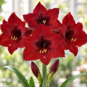 Amaryllis Andes Fire