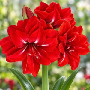 Amaryllis Red peacock