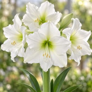 Amaryllis White candle