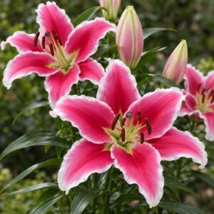 Lilium oriental Brancusi