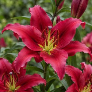 Lilium oriental Redford