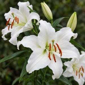 Lilium oriental Siberia